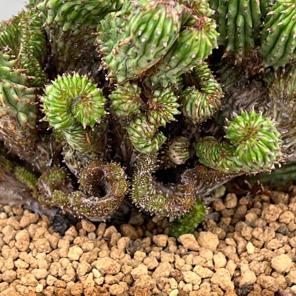 ユーフォルビア：紅彩閣綴化モンストローサ　4.5号鉢植え26-01