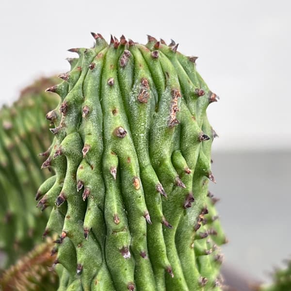 ユーフォルビア：紅彩閣綴化モンストローサ　4.5号鉢植え26-01