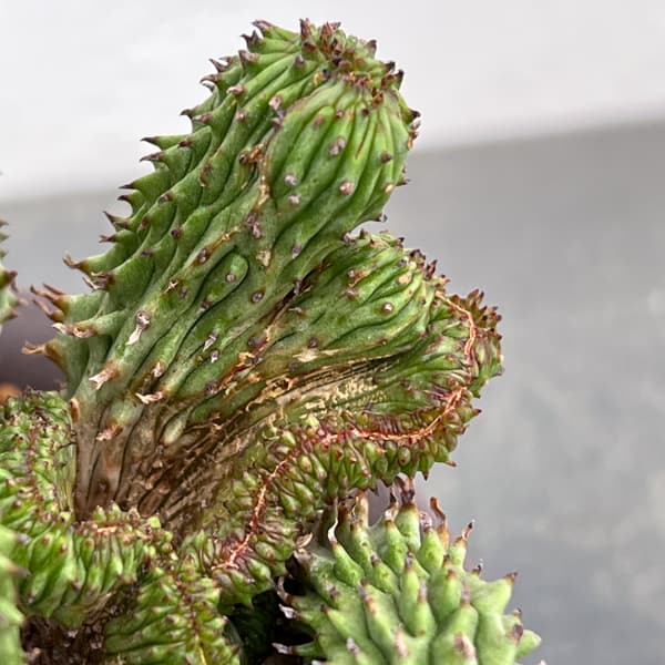 ユーフォルビア：紅彩閣綴化モンストローサ　4.5号鉢植え26-01