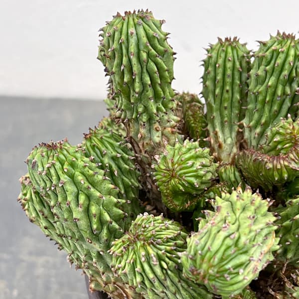 ユーフォルビア：紅彩閣綴化モンストローサ　4.5号鉢植え26-01