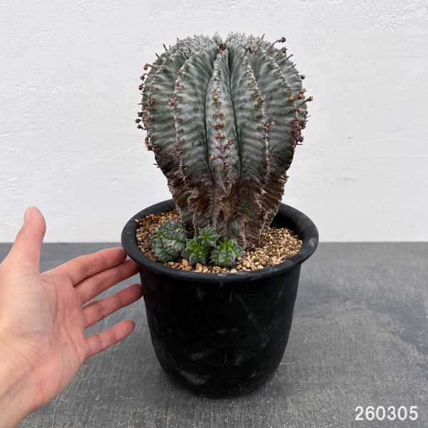 ユーフォルビア：ホリダアルバ（実生）　5号鉢植え