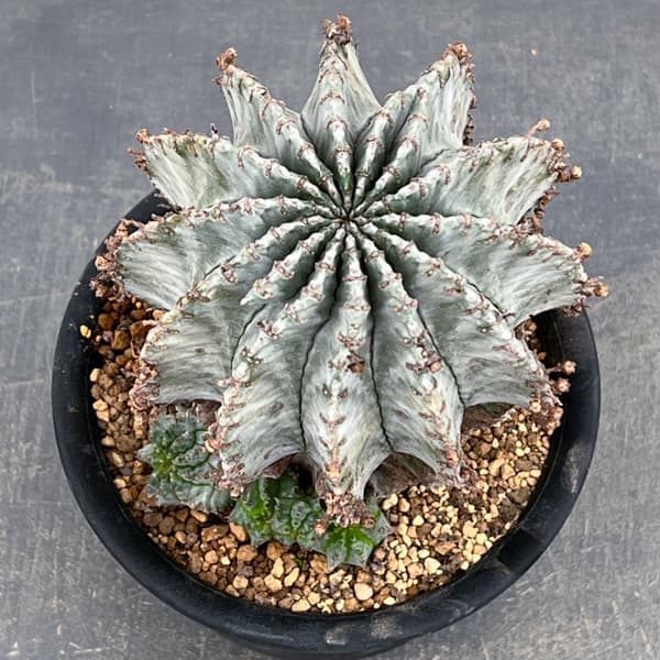 ユーフォルビア：ホリダアルバ（実生）　5号鉢植え