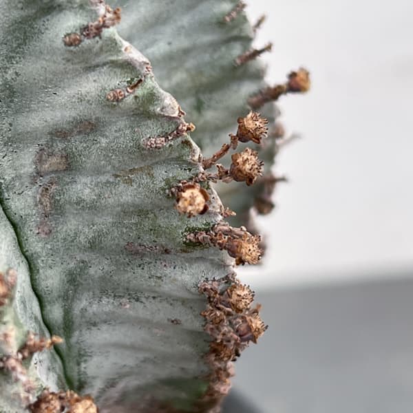 ユーフォルビア：ホリダアルバ（実生）　5号鉢植え