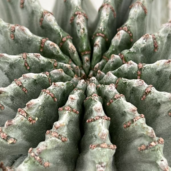 ユーフォルビア：ホリダアルバ（実生）　5号鉢植え