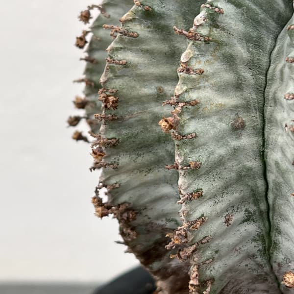 ユーフォルビア：ホリダアルバ（実生）　5号鉢植え