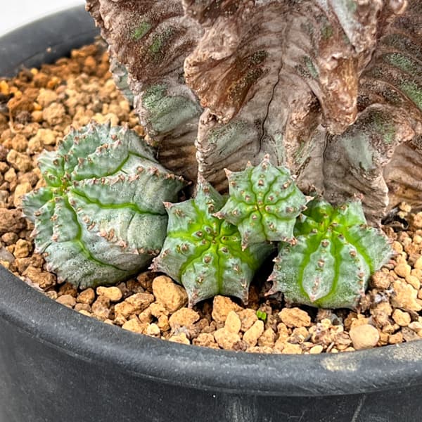 ユーフォルビア：ホリダアルバ（実生）　5号鉢植え