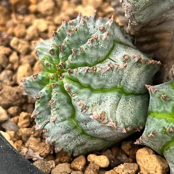 ユーフォルビア：ホリダアルバ（実生）　5号鉢植え