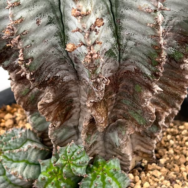 ユーフォルビア：ホリダアルバ（実生）　5号鉢植え