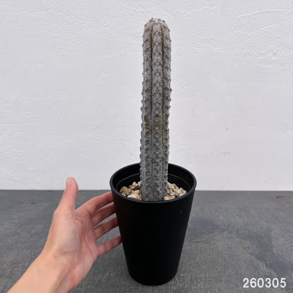 ユーフォルビア:アブデルクリグレー(接ぎおろし) 4号鉢入り