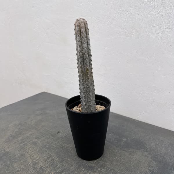 ユーフォルビア:アブデルクリグレー(接ぎおろし) 4号鉢入り