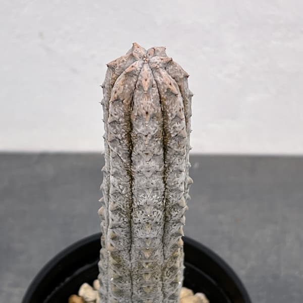 ユーフォルビア:アブデルクリグレー(接ぎおろし) 4号鉢入り