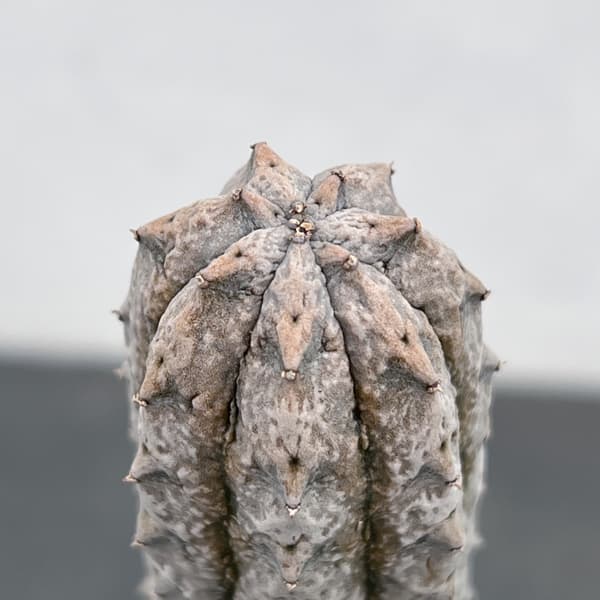 ユーフォルビア:アブデルクリグレー(接ぎおろし) 4号鉢入り