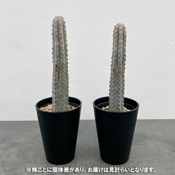 ユーフォルビア:アブデルクリグレー(接ぎおろし) 4号鉢入り