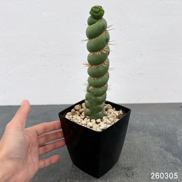 サボテン：ユーリキニア カスタネア スピラリス（接ぎ降し）　3.5号鉢入り