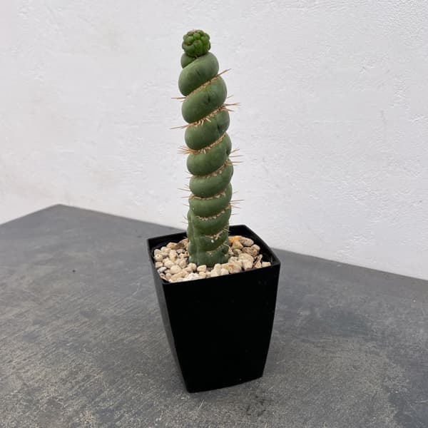 サボテン：ユーリキニア カスタネア スピラリス（接ぎ降し）　3.5号鉢入り