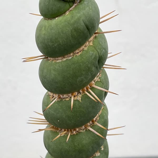 サボテン：ユーリキニア カスタネア スピラリス（接ぎ降し）　3.5号鉢入り