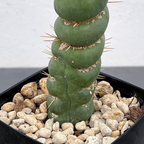 サボテン：ユーリキニア カスタネア スピラリス（接ぎ降し）　3.5号鉢入り