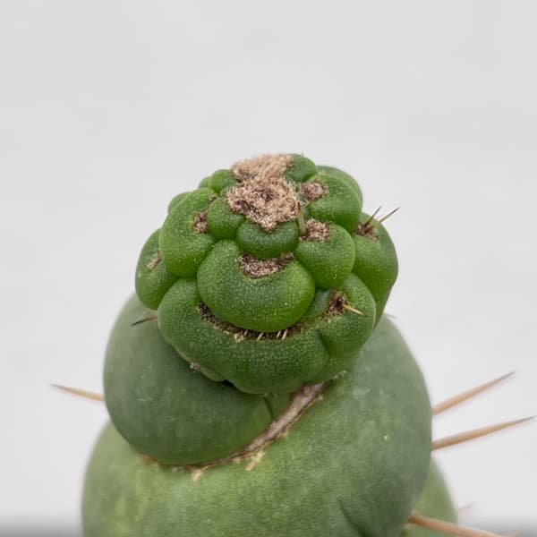 サボテン：ユーリキニア カスタネア スピラリス（接ぎ降し）　3.5号鉢入り