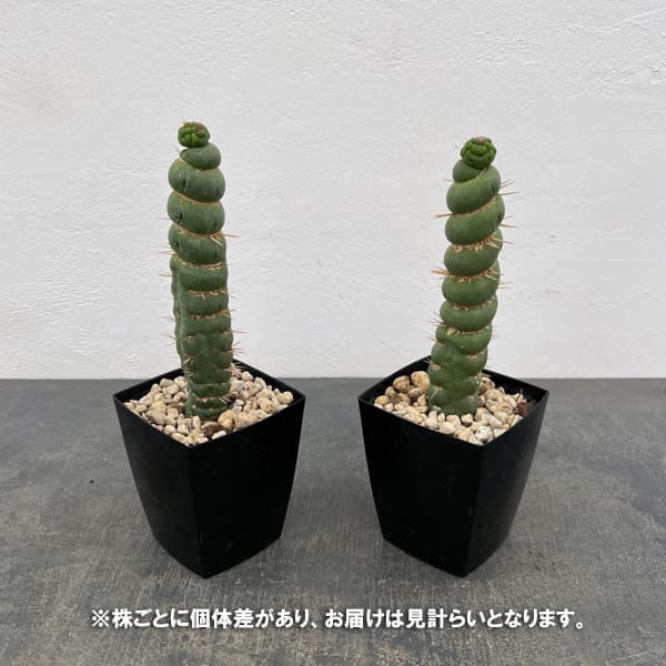 サボテン：ユーリキニア カスタネア スピラリス（接ぎ降し）　3.5号鉢入り