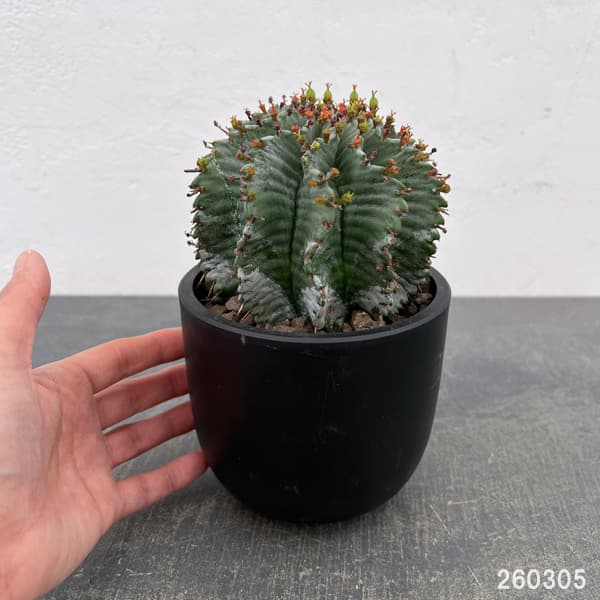 ユーフォルビア：ホリダ（実生セレクト株）　4号鉢植え26-01