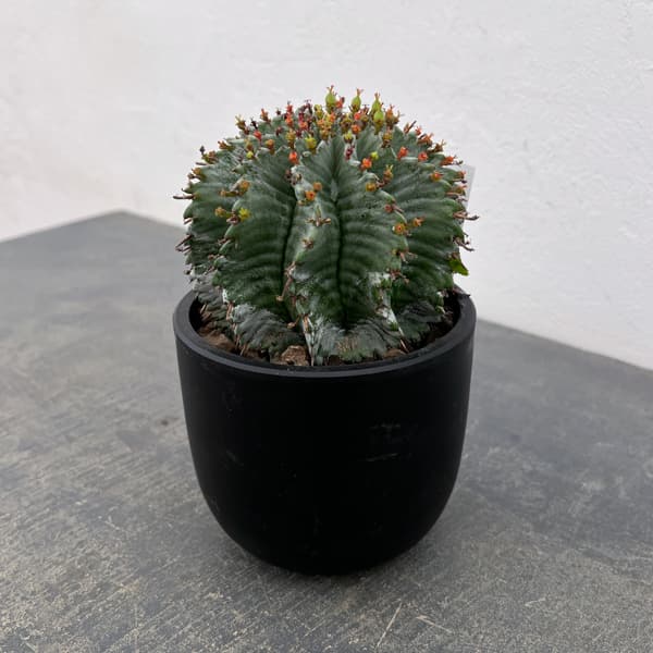 ユーフォルビア：ホリダ（実生セレクト株）　4号鉢植え26-01