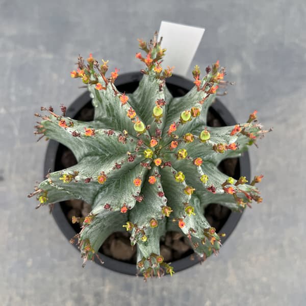 ユーフォルビア：ホリダ（実生セレクト株）　4号鉢植え26-01