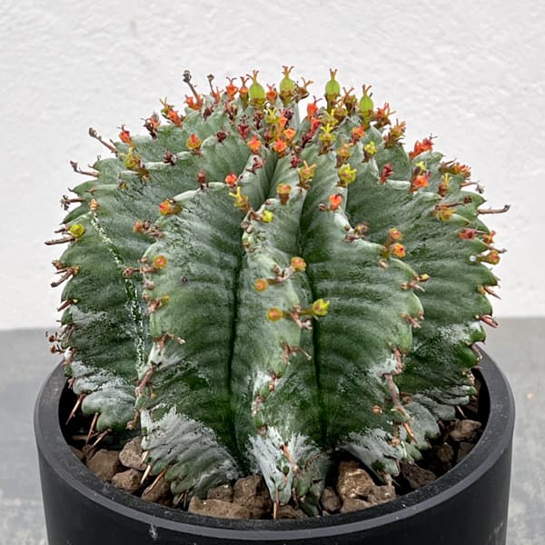 ユーフォルビア：ホリダ（実生セレクト株）　4号鉢植え26-01