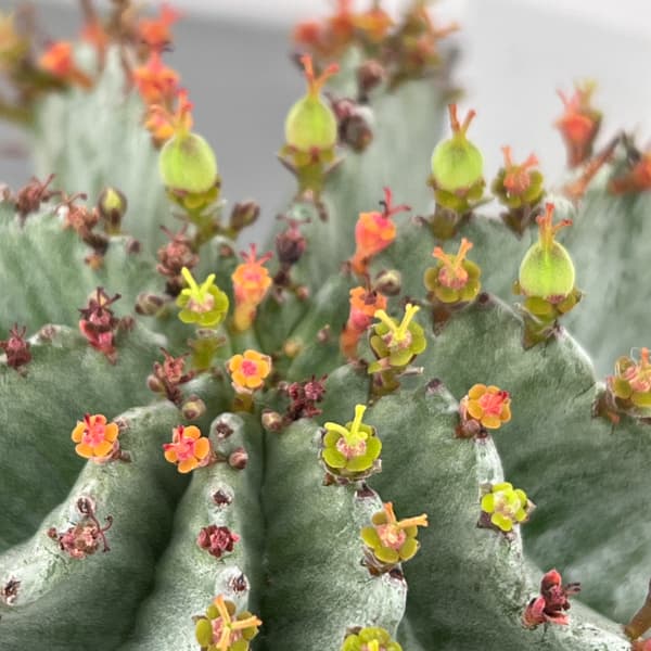 ユーフォルビア：ホリダ（実生セレクト株）　4号鉢植え26-01