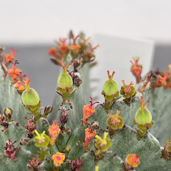 ユーフォルビア：ホリダ（実生セレクト株）　4号鉢植え26-01