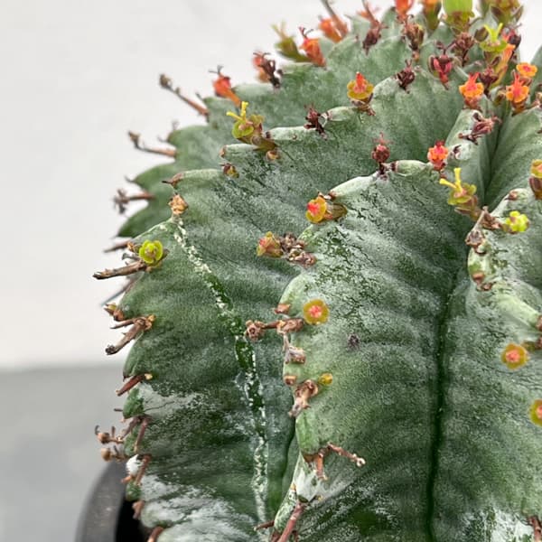 ユーフォルビア：ホリダ（実生セレクト株）　4号鉢植え26-01