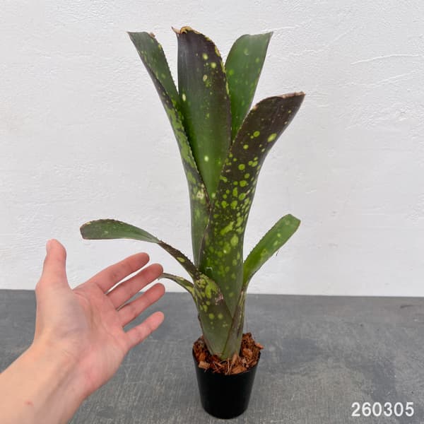 ビルベルギア:カワナズ・パナシェ 2.5号ポット