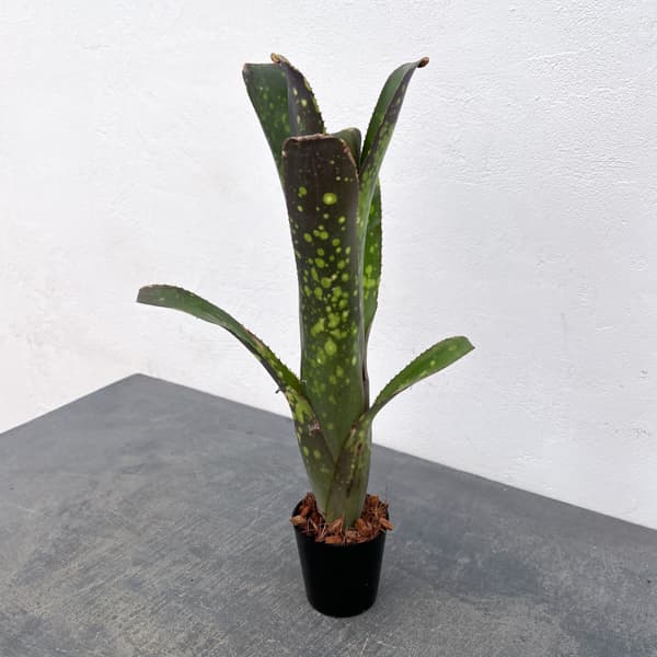 ビルベルギア:カワナズ・パナシェ 2.5号ポット