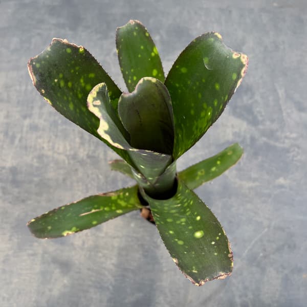 ビルベルギア:カワナズ・パナシェ 2.5号ポット