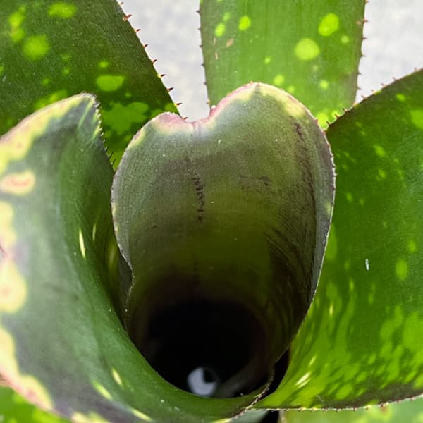 ビルベルギア:カワナズ・パナシェ 2.5号ポット