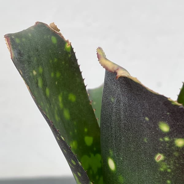 ビルベルギア:カワナズ・パナシェ 2.5号ポット