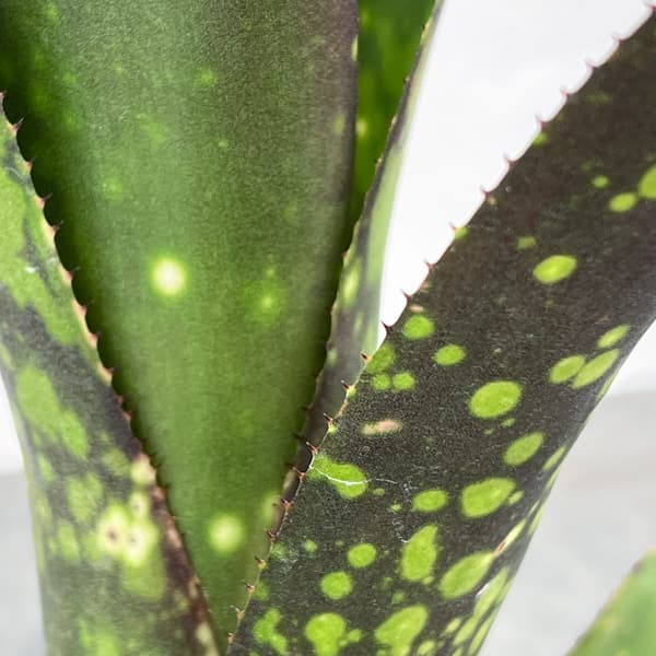 ビルベルギア:カワナズ・パナシェ 2.5号ポット