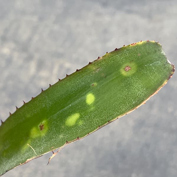 ビルベルギア:カワナズ・パナシェ 2.5号ポット