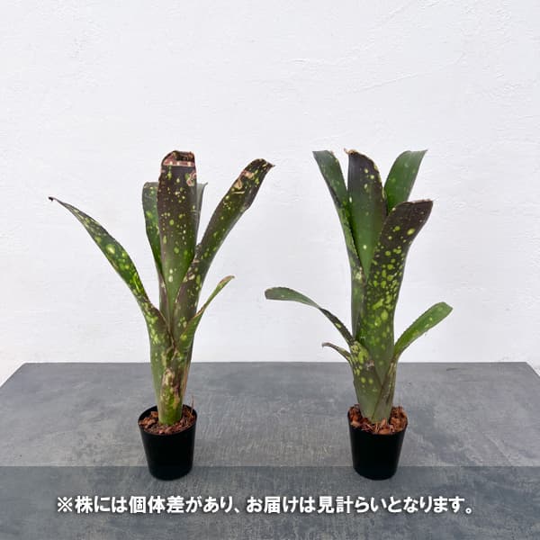 ビルベルギア:カワナズ・パナシェ 2.5号ポット