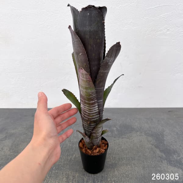 ビルベルギア:スモークスタック 2.5号鉢植え