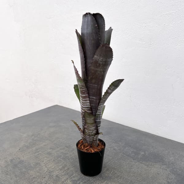 ビルベルギア:スモークスタック 2.5号鉢植え