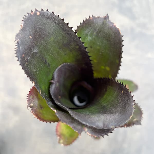 ビルベルギア:スモークスタック 2.5号鉢植え