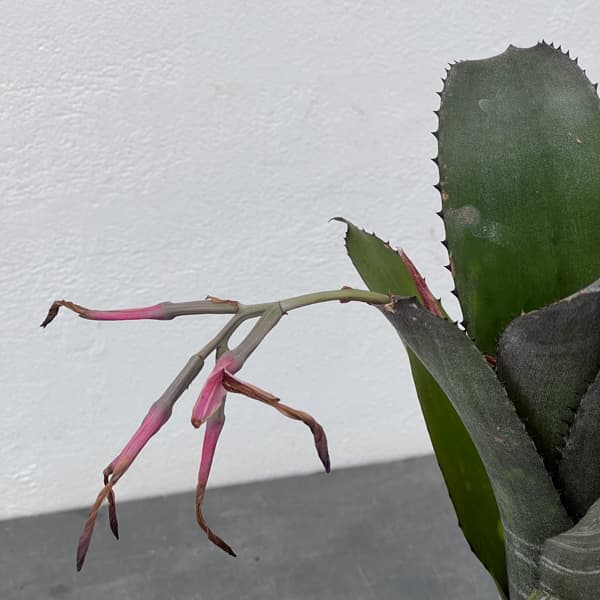 ビルベルギア:スモークスタック 2.5号鉢植え