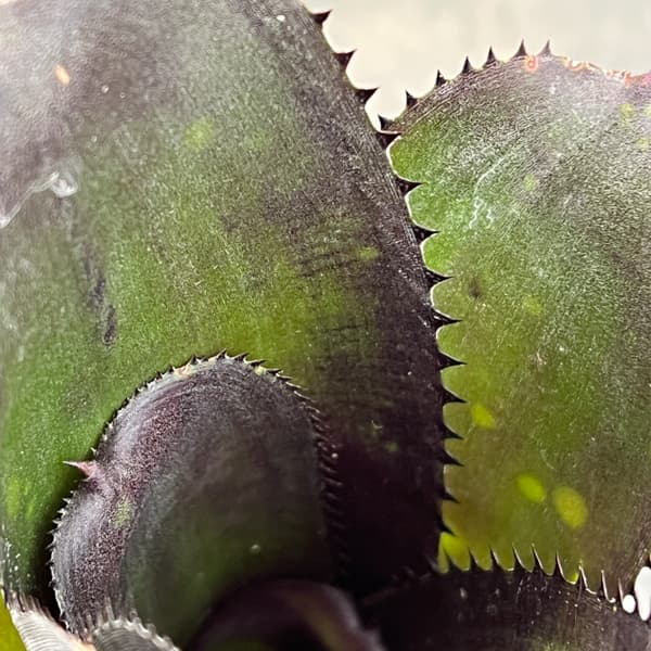 ビルベルギア:スモークスタック 2.5号鉢植え