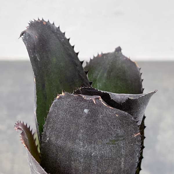 ビルベルギア:スモークスタック 2.5号鉢植え