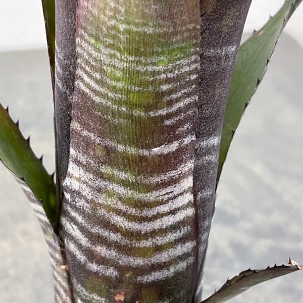 ビルベルギア:スモークスタック 2.5号鉢植え