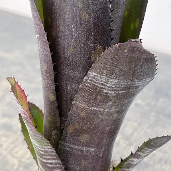 ビルベルギア:スモークスタック 2.5号鉢植え