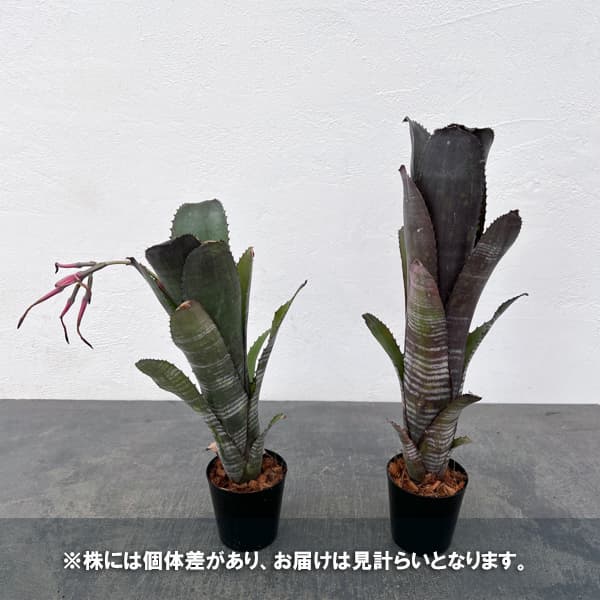 ビルベルギア:スモークスタック 2.5号鉢植え