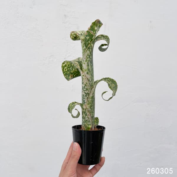 ビルベルギア:ディッピンドット 2.5号鉢植え