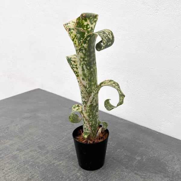 ビルベルギア:ディッピンドット 2.5号鉢植え