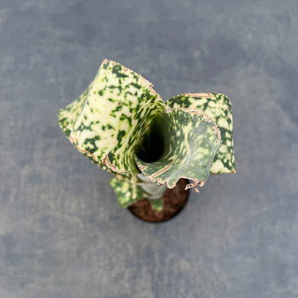 ビルベルギア:ディッピンドット 2.5号鉢植え